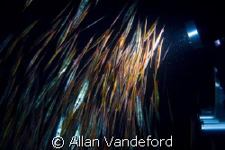 Night dive at Magic Pier, Buton, South Sulawesi.  The col... by Allan Vandeford 